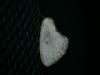 Cilix hispanica